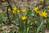 Tulipa biebersteiniana. Цветущие растения. ДНР, г. Донецк, балка Бирючья, верховье, насаждение лиственных деревьев на дне. 11.04.2023.