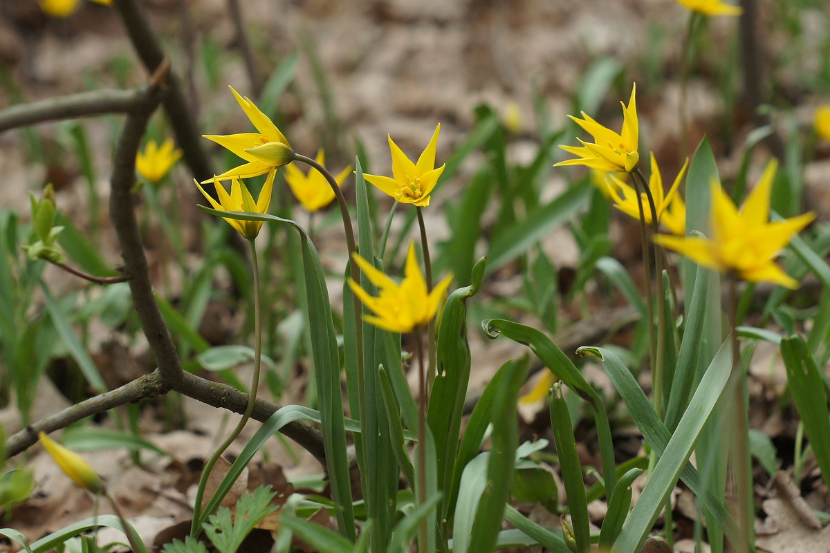 Изображение особи Tulipa biebersteiniana.