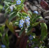 Trigonocaryum involucratum. Цветки. Республика Ингушетия, Джейрахский р-н, окр. альплагеря \"Кязи\", выс. 2085 м н.у.м, правый борт долины ручья. 23 июля 2022 г.