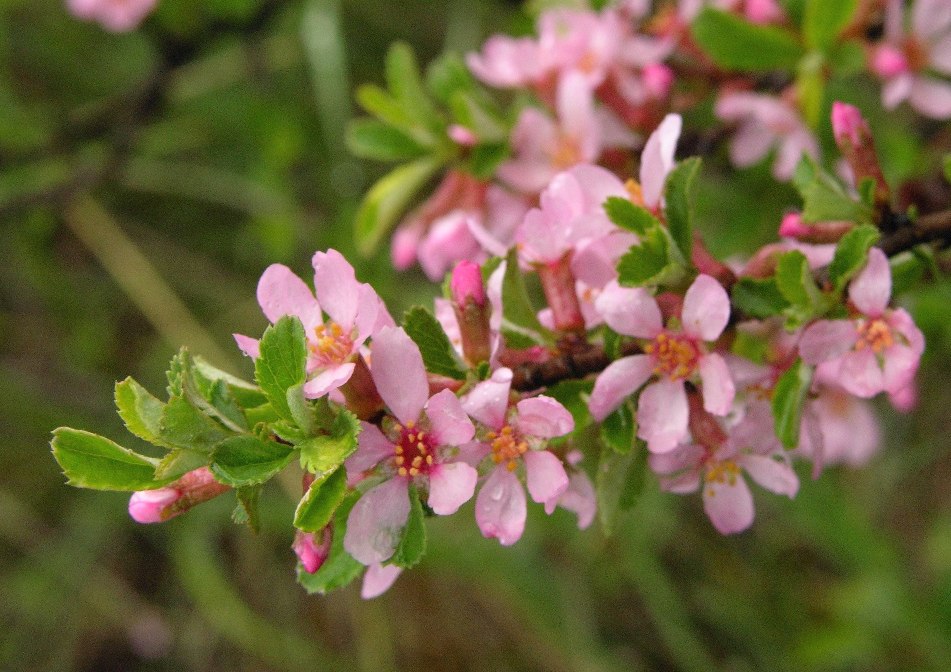 Изображение особи Cerasus erythrocarpa.