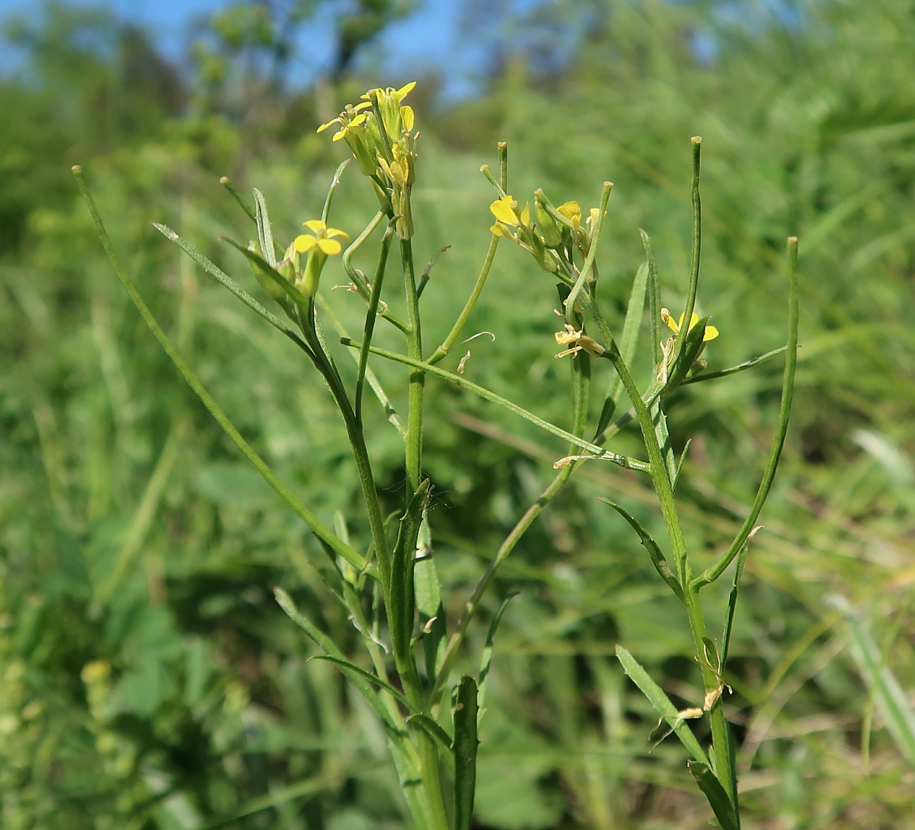 Image of Erysimum repandum specimen.