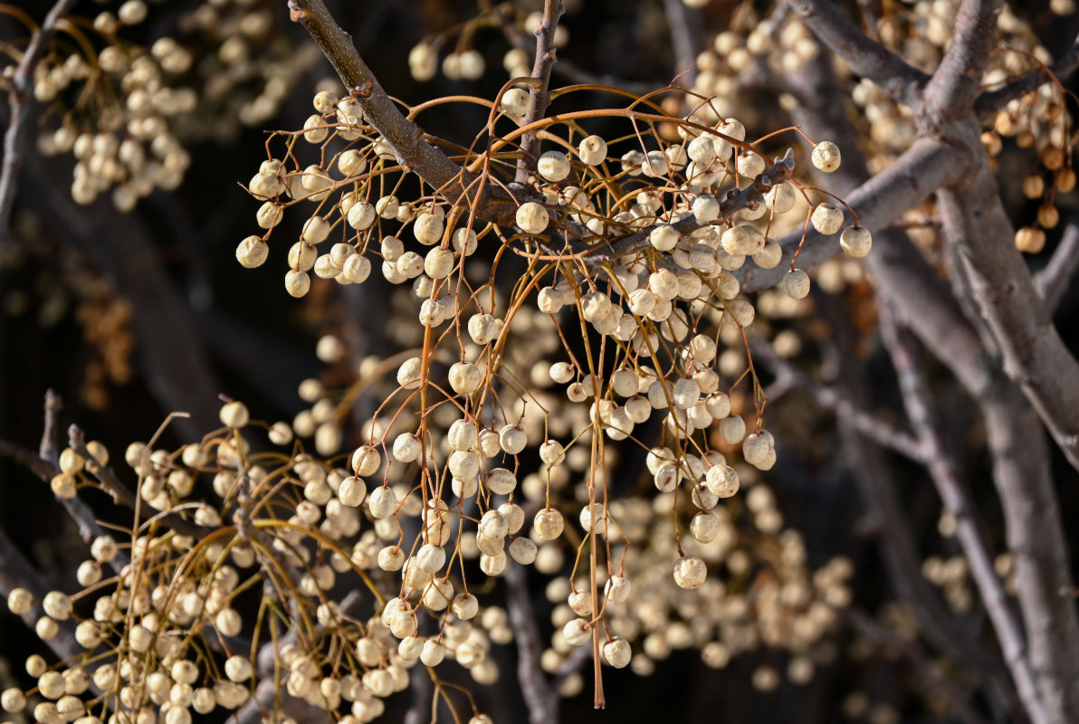 Image of Melia azedarach specimen.