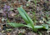 Orchis militaris