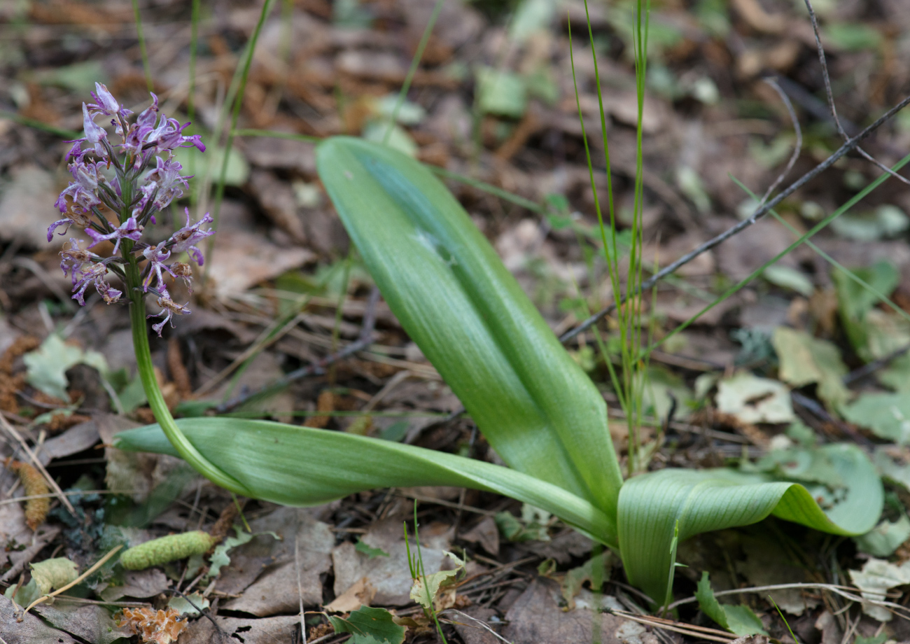 Image of Orchis militaris specimen.