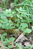 Lathyrus vernus. Плодоносящее растение. Москва, Лесная опытная дача РГАУ-МСХА им. К. А. Тимирязева, широколиственный лес. 2 июля 2023 г.