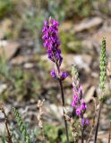 Oxytropis kasakorum