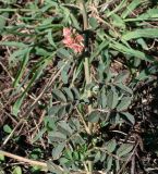 семейство Fabaceae. Часть побега с соцветием. Чили, обл. Valparaiso, провинция Isla de Pascua, восточная часть острова, церемониальный комплекс Tongariki. 12.03.2023.