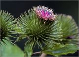 Arctium lappa