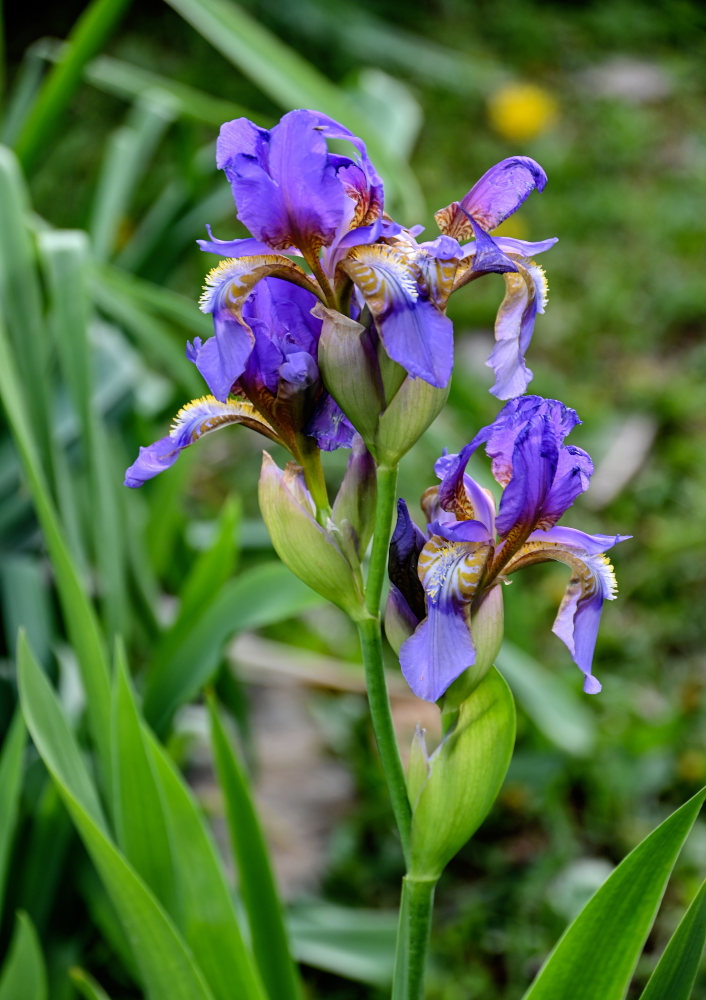 Изображение особи Iris alberti.