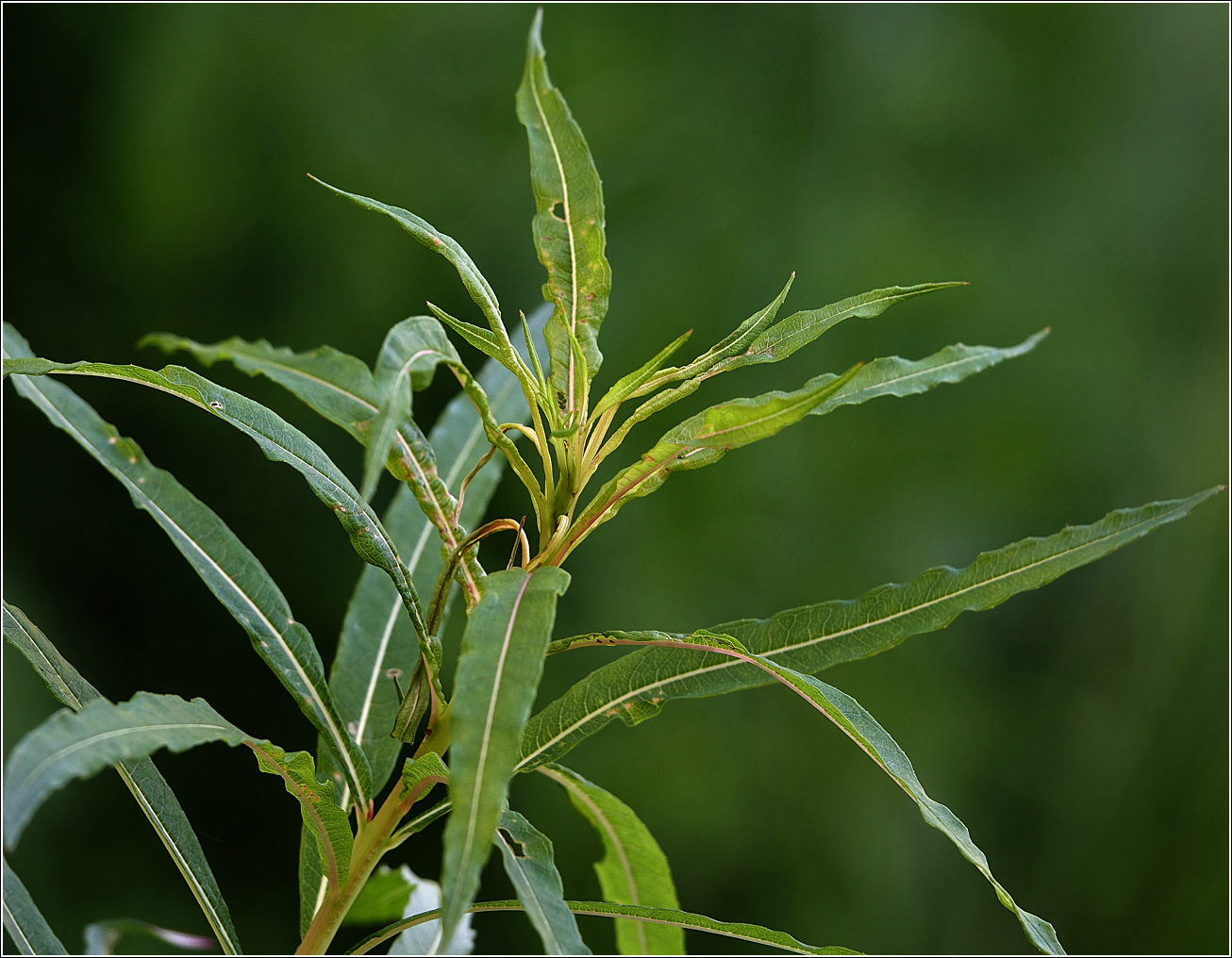 Image of Chamaenerion angustifolium specimen.