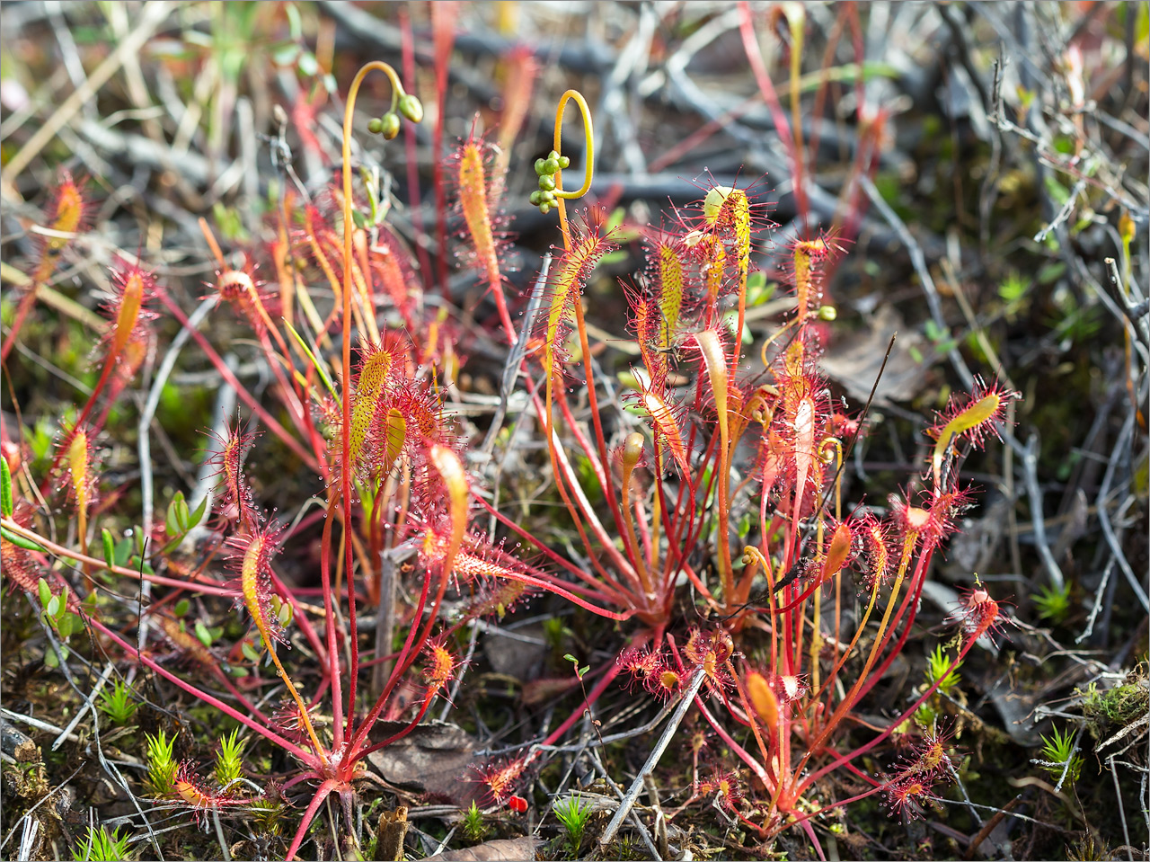 Изображение особи Drosera anglica.