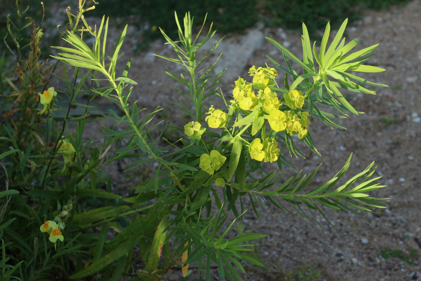 Image of Euphorbia virgata specimen.