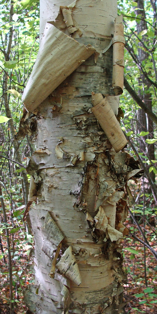 Image of Betula costata specimen.