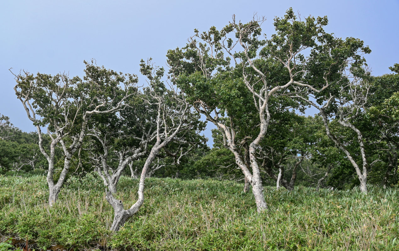 Image of Betula ermanii specimen.