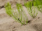 Equisetum arvense