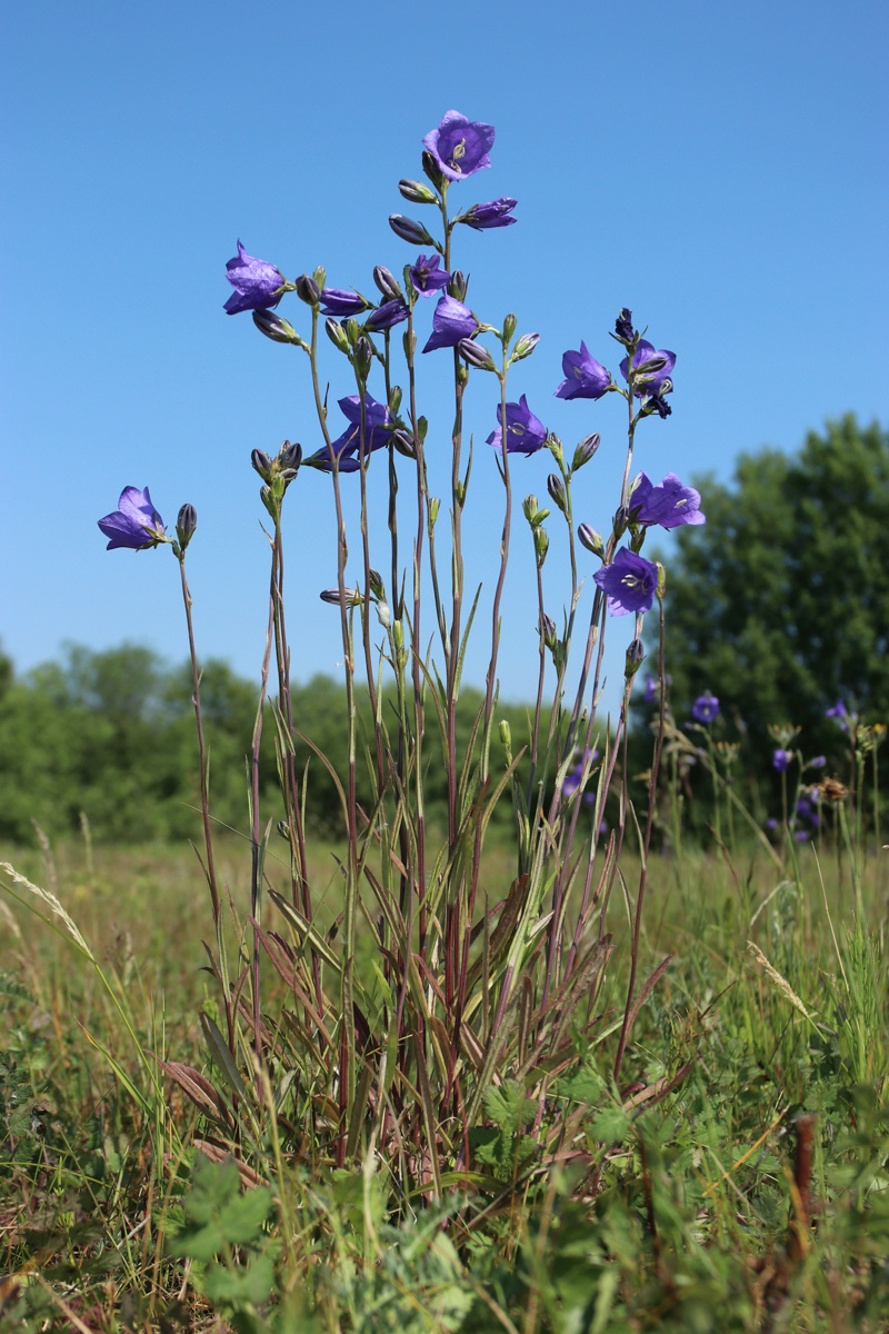 Изображение особи Campanula persicifolia.