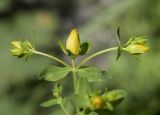 Hypericum perforatum