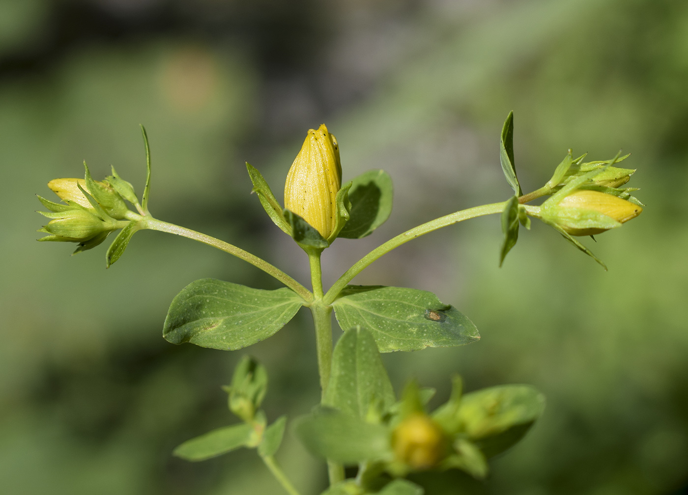 Изображение особи Hypericum perforatum.