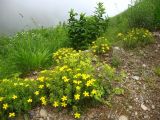 Hypericum orientale
