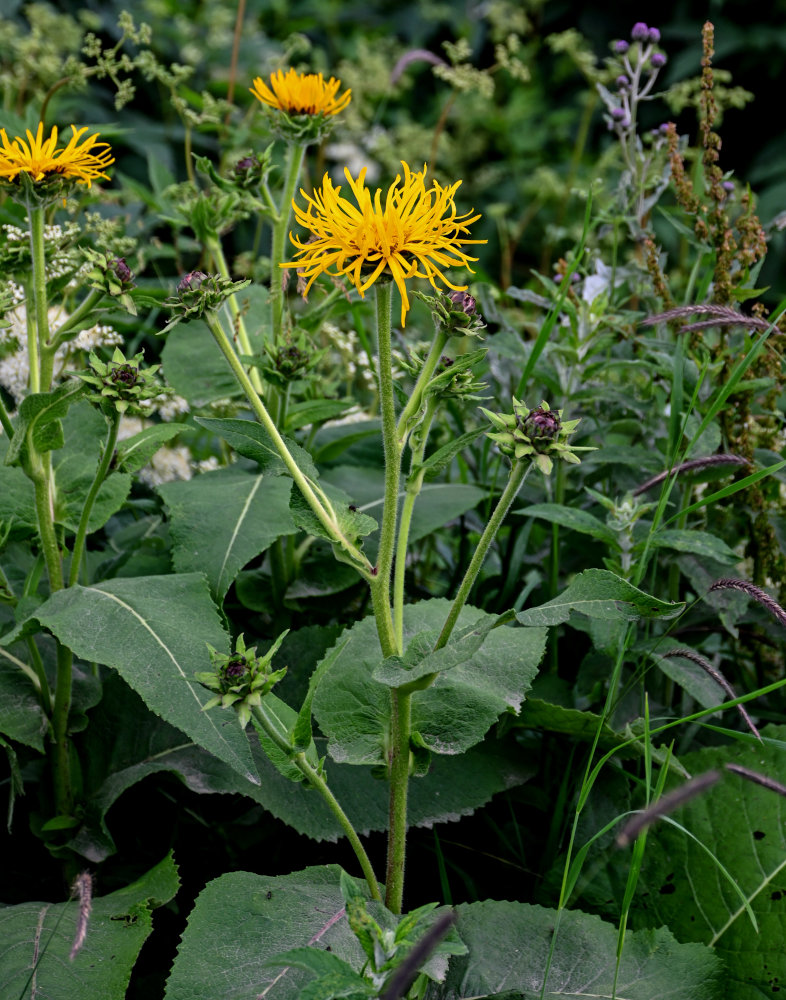 Изображение особи Inula helenium.