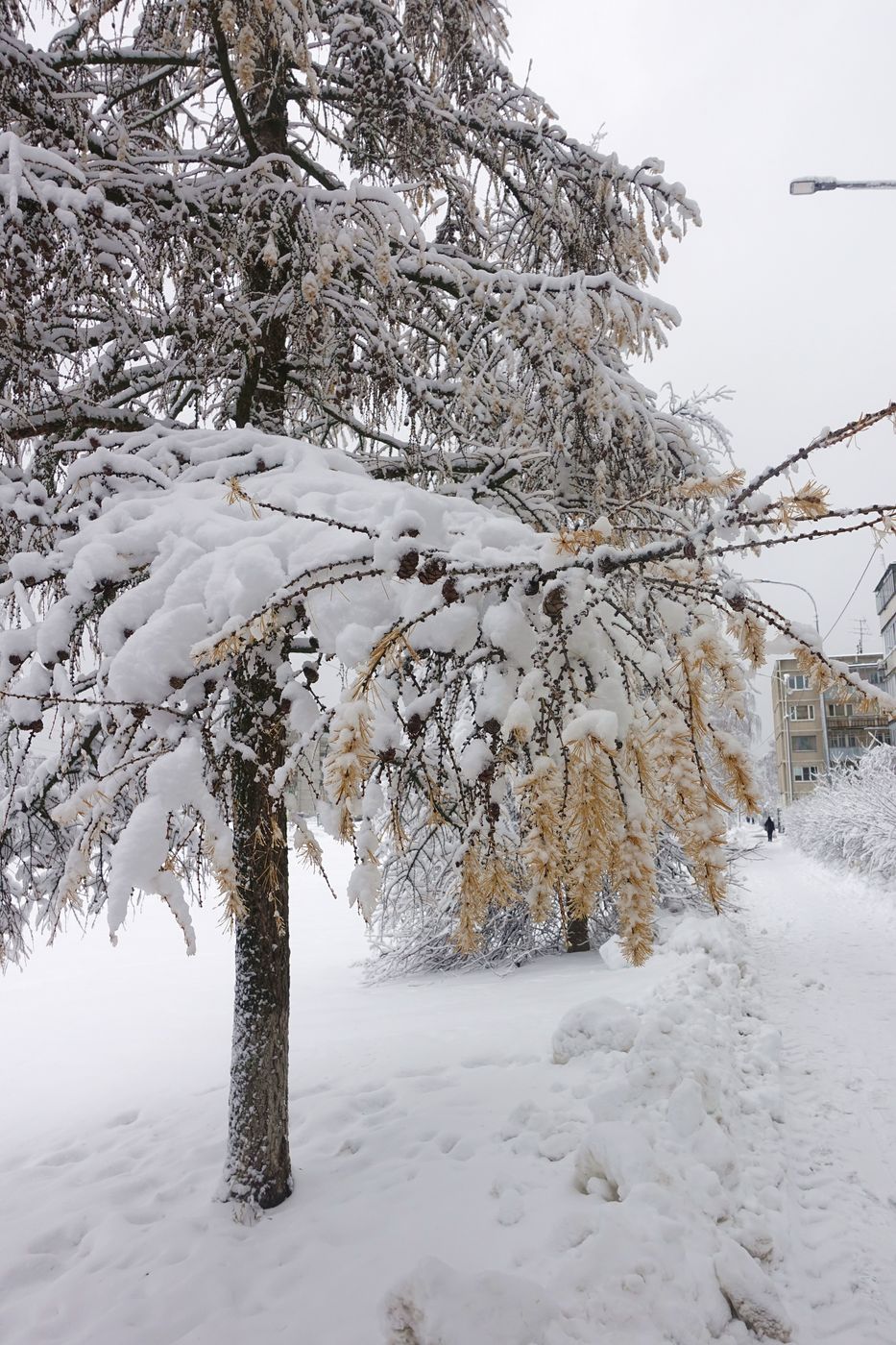 Изображение особи Larix sibirica.