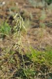 Silene chlorantha