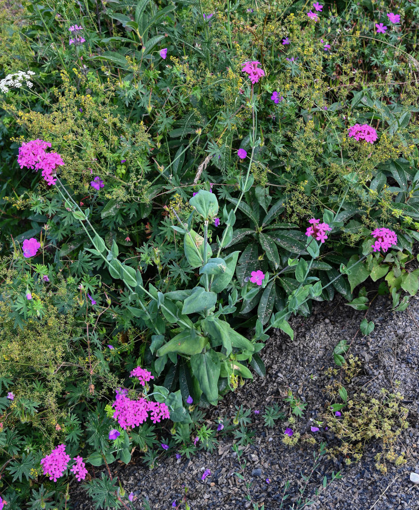 Image of Silene compacta specimen.