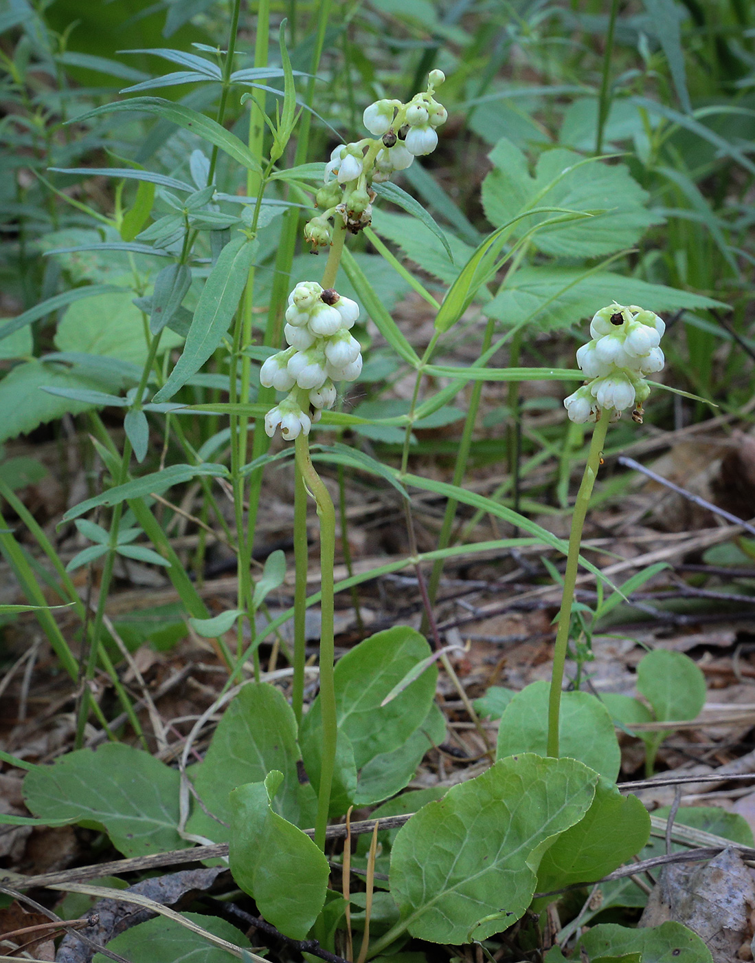 Image of Pyrola minor specimen.