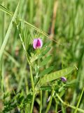 Vicia angustifolia. Верхушка цветущего и плодоносящего растения. Ульяновская обл., Мелекесский р-н, окр. с. Куликовка, берег Черемшанского залива Куйбышевского водохранилища, край затопленного оврага, заливной луг. 03.06.2023.