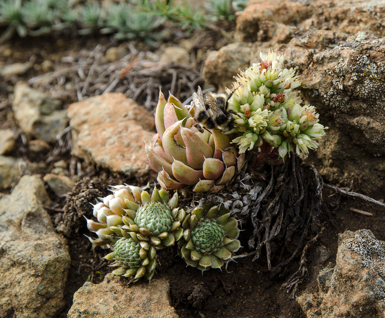 Image of Orostachys spinosa specimen.