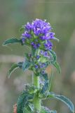 Campanula cervicaria. Верхушка растения с соцветиями. Чувашия, Шемуршинский р-н, Национальный парк \"Чаваш вармане\". 2 июля 2009 г.