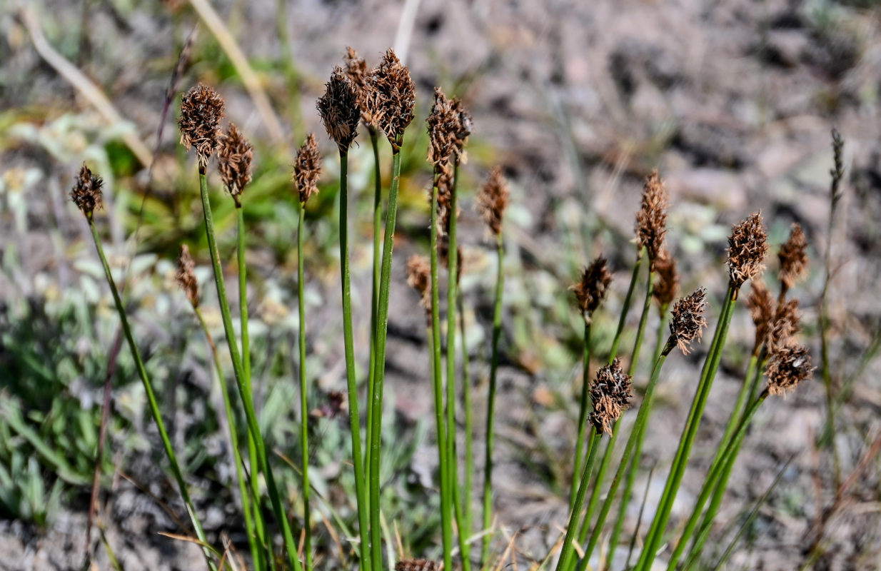 Изображение особи Kobresia stenocarpa.