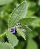 Asperugo procumbens. Верхушка побега с цветком и бутонами. Армения, г. Ереван, окр. р. Раздан, луговой склон. 15.04.2024.