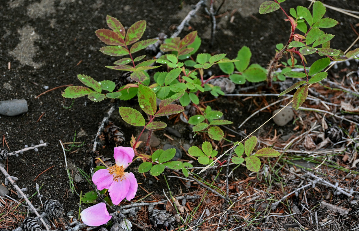 Изображение особи Rosa acicularis.