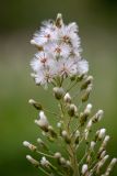 Petasites albus. Верхушка соплодия. Краснодарский край, Апшеронский р-н, окр. хут. Гуамка, вост. склон горы Матазык, ≈ 1100 м н.у.м., лесная поляна. 29.04.2024.