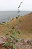 Alcea rhyticarpa