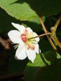 Actinidia kolomikta