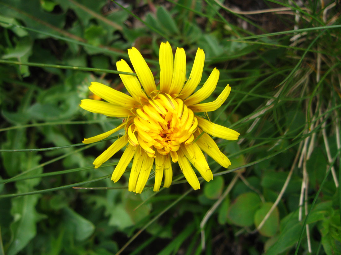 Image of Taraxacum tenuisectum specimen.