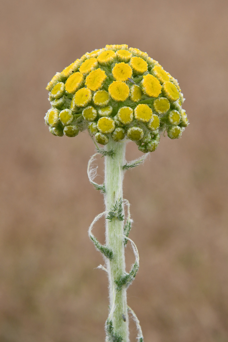 Изображение особи Pseudohandelia umbellifera.