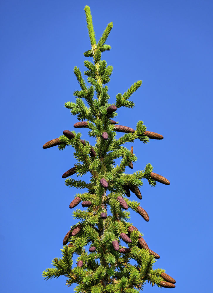 Image of Picea obovata specimen.
