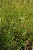 Veronica scutellata