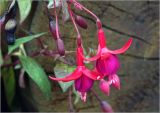 Fuchsia hybrida