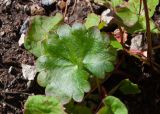 Micranthes subspecies insularis