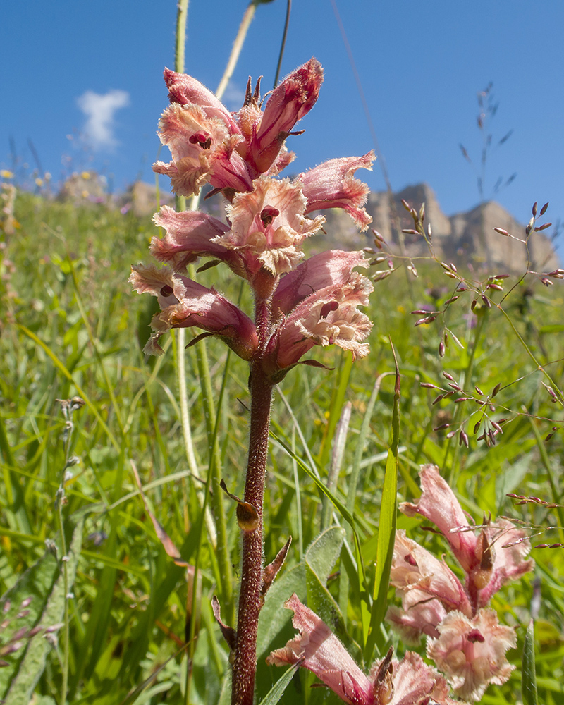 Изображение особи Orobanche owerinii.