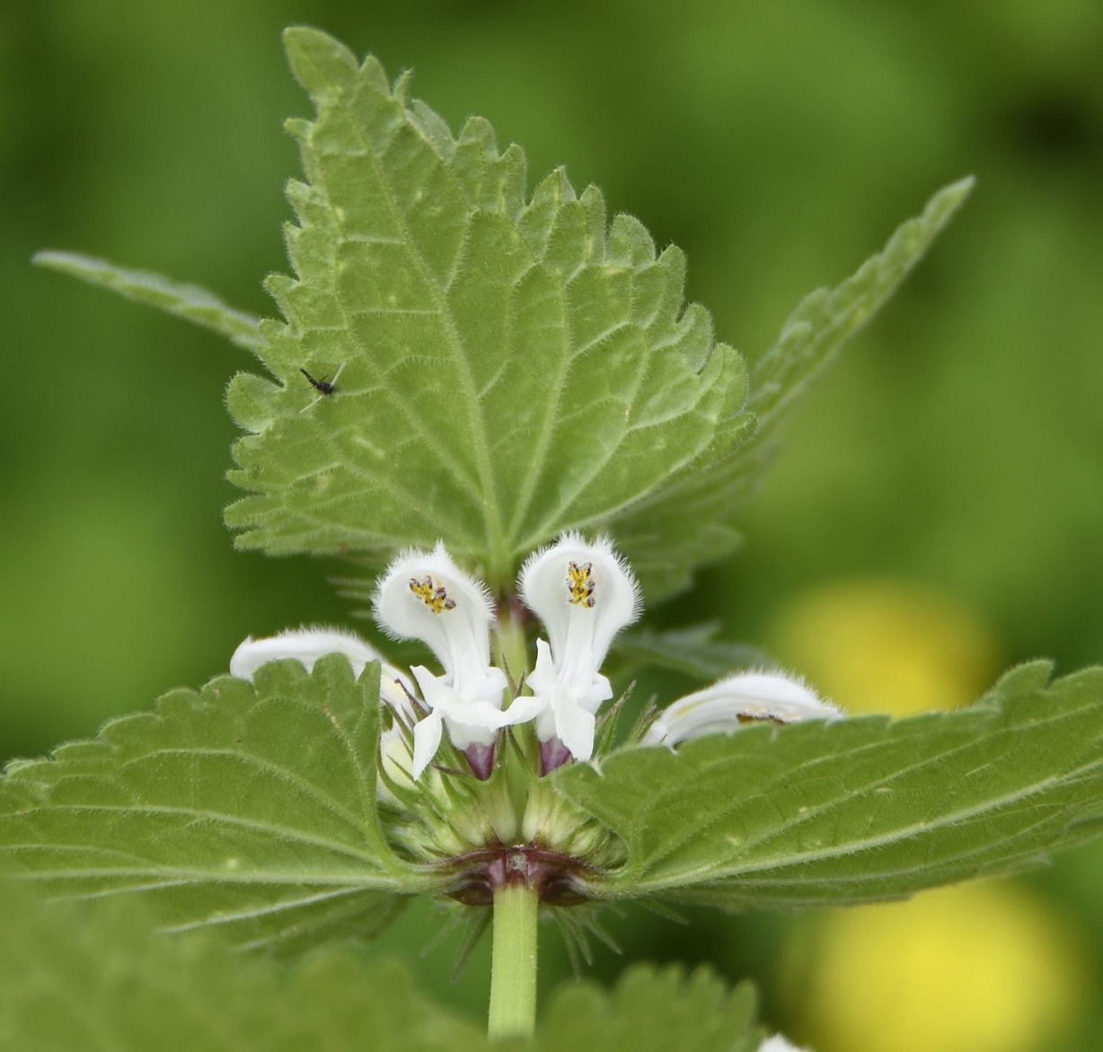 Image of Lamium moschatum ssp. micranthum specimen.