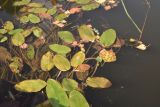 Potamogeton natans. Вегетирующие растения. Калужская обл., Ульяновский р-н, р. Вытебеть, брод Мелихово, в воде. 30 августа 2024 г.