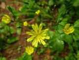 Lapsana communis