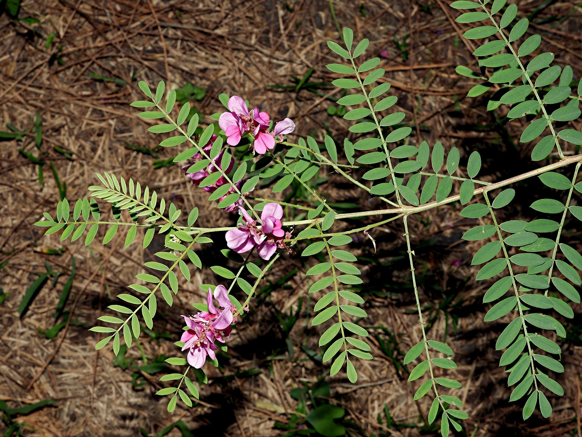 Изображение особи Indigofera heterantha.