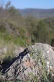 Lathyrus setifolius. Цветущие побеги. Крым, Севастополь, Байдарская дол., можжевеловое редколесье. 29.04.2025.