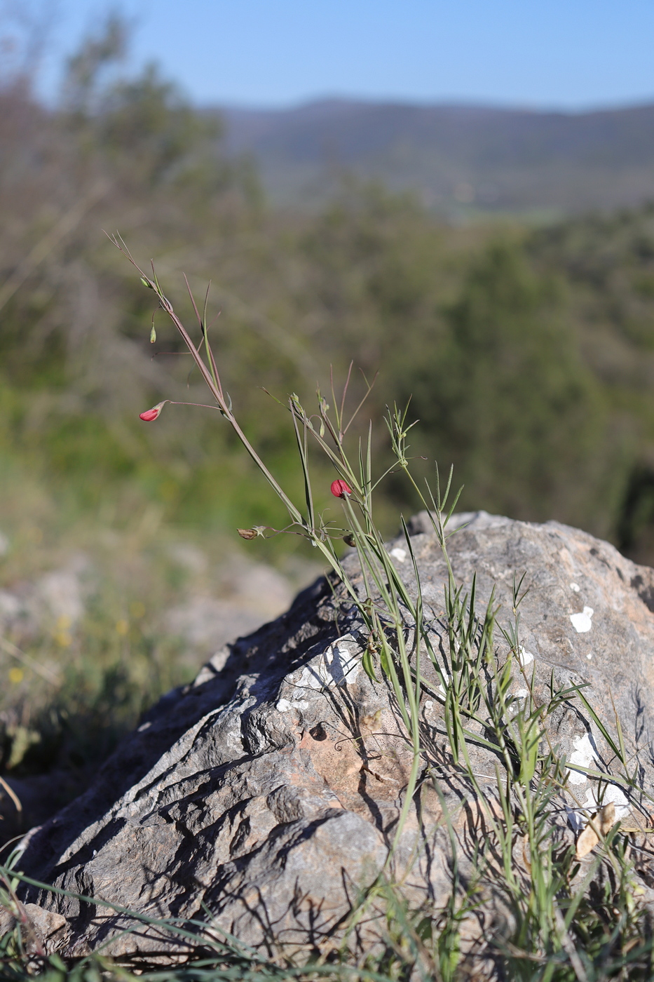 Изображение особи Lathyrus setifolius.